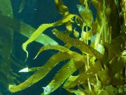 آیا جلبک دریایی می تواند به یک ماده بسته بندی اصلی تبدیل شود؟