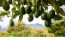 ضایعات درخت آووکادو برای ساخت بسته بندی مواد غذایی پایدار استفاده می شود